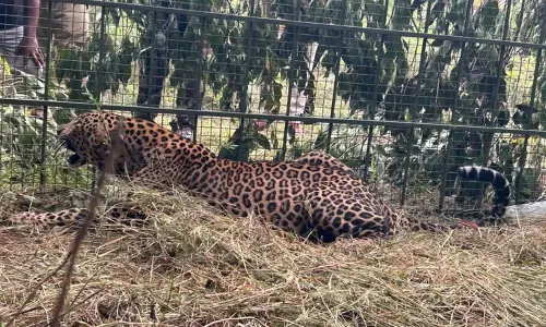 Karnataka: कर्नाटक वन विभाग ने दो तेंदुओं को पकड़ा Karnataka: कर्नाटक वन विभाग ने दो तेंदुओं को पकड़ा