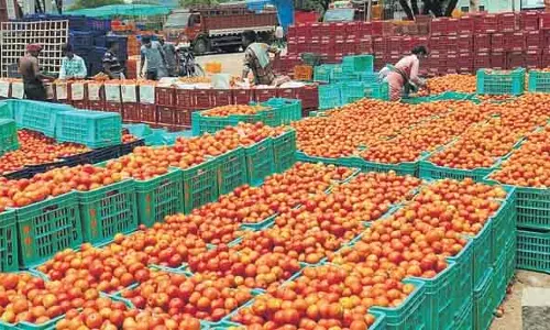 ‘असाधारण’ मदनपल्ले टमाटर के लिए GI टैग हासिल करने के प्रयास तेज ‘असाधारण’ मदनपल्ले टमाटर के लिए GI टैग हासिल करने के प्रयास तेज