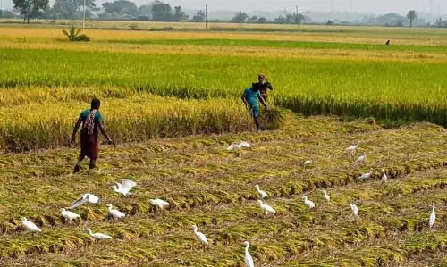 Min Nadendla Manohar: आंध्र सरकार इस सीजन में 35 लाख टन धान खरीदेगी