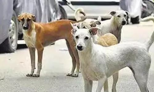 पशु प्रेमियों के लिए आवारा कुत्तों को खाना खिलाने की नई  SOP