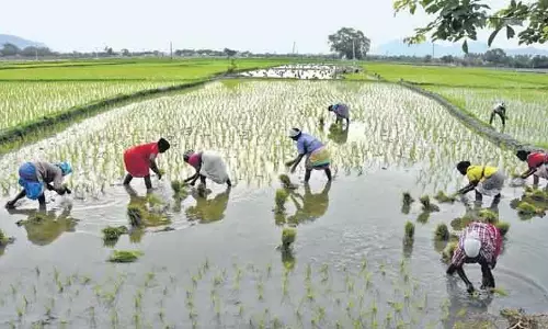 CMO: पिछले वर्ष किसान कल्याण पर 55 हजार करोड़ रुपये खर्च किए