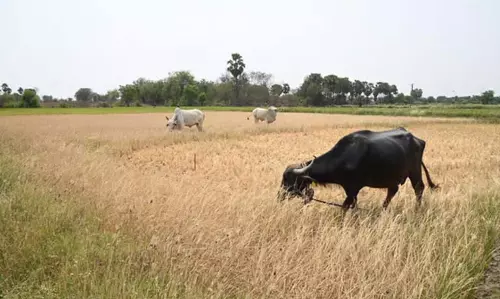 धान की फसल को नुकसान के आरोपों के बीच Sundargarh में फसल कटाई प्रयोग पर सबकी निगाहें
