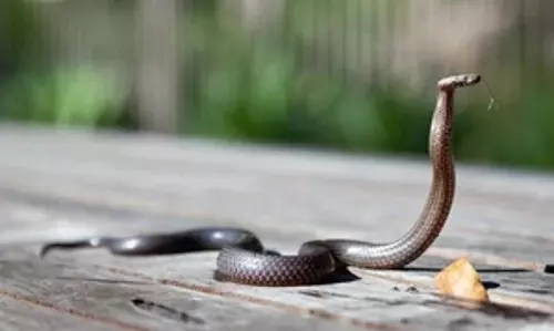 Sydney : सांप के काटने से ऑस्ट्रेलियाई किशोर की मौत Sydney : सांप के काटने से ऑस्ट्रेलियाई किशोर की मौत