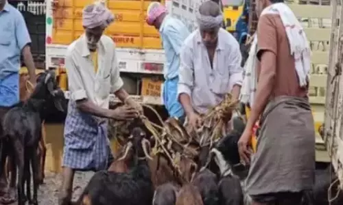 Kerala: बकरियां ढह गई.. नमक्कल बकरी बाजार में आए.. कार्तिक व्रत तीव्र