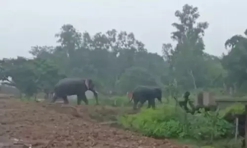 शीतकालीन जनगणना से Odisha में 2103 हाथियों की मौजूदगी का पता चला