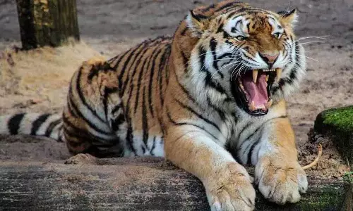 Asifabad: बाघ ने बछड़े को मार डाला, ग्रामीणों को अपनी जान और फसलों का ख़तरा