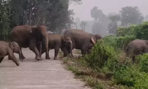 Odisha के जंगलों में 2,103 हाथियों की गई गिनती Odisha के जंगलों में 2,103 हाथियों की गई गिनती