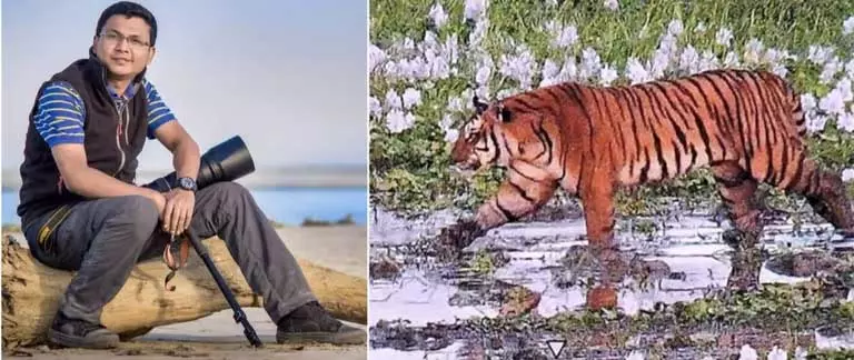 Assam : ओएनपीटीआर में ऊंची घास के बीच रॉयल बंगाल टाइगर्स को फ्रेम करना एक रोमांचक अनुभव Assam : ओएनपीटीआर में ऊंची घास के बीच रॉयल बंगाल टाइगर्स को फ्रेम करना एक रोमांचक अनुभव