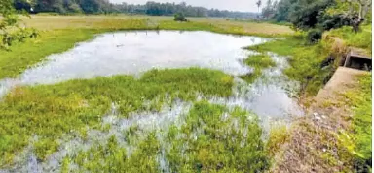 GOA: जल निकायों की सुरक्षा के लिए बांधरा के गेट जल्द बंद करें, असोलना रैयतों की मांग