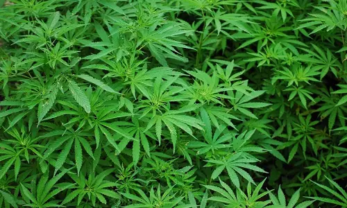 फ़िजी पुलिस ने 400 से अधिक मारिजुआना पौधे जब्त किये