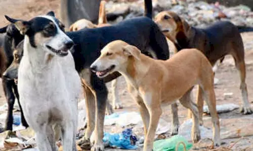 Ghaziabad: दो करोड़ 43 लाख की लागत से बनेगा एनिमल बर्थ कंट्रोल सेंटर