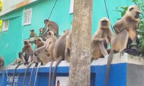 कुलडीहा में आवारा पशुओं ने स्थानीय लोगों का जीना मुश्किल कर दिया