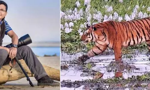 Assam : ओएनपीटीआर में ऊंची घास के बीच रॉयल बंगाल टाइगर्स को फ्रेम करना एक रोमांचक अनुभव Assam : ओएनपीटीआर में ऊंची घास के बीच रॉयल बंगाल टाइगर्स को फ्रेम करना एक रोमांचक अनुभव