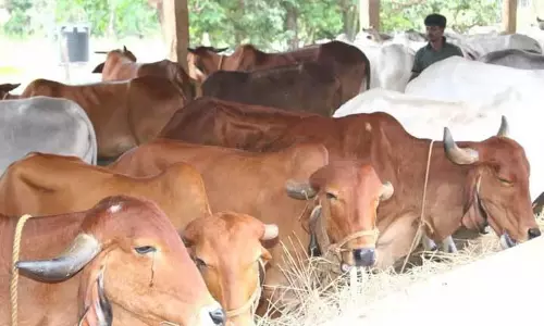 Assam : मोरीगांव में “पशुधन पालन” पर प्रशिक्षण कार्यक्रम आयोजित किया गया