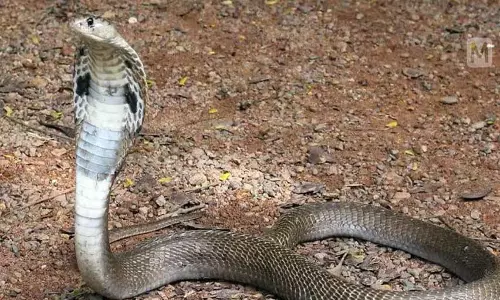 Kerala में सर्पदंश से होने वाली मौतों को खत्म करने की योजना