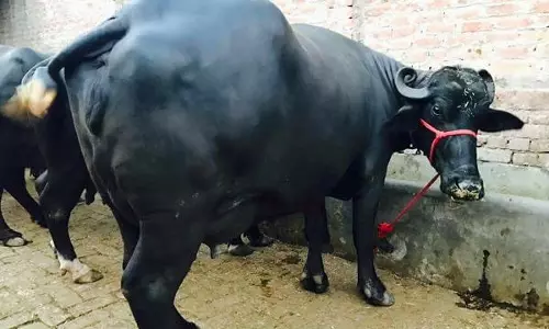 नगर निगम ने भैंस मालिक पर लगाया 9000 रुपए का जुर्माना, कार्रवाई से हड़कंप, जान लें वजह नगर निगम ने भैंस मालिक पर लगाया 9000 रुपए का जुर्माना, कार्रवाई से हड़कंप, जान लें वजह