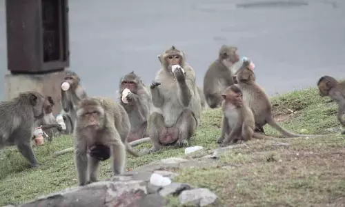 Kangra में बंदरों और आवारा पशुओं का आतंक जारी Kangra में बंदरों और आवारा पशुओं का आतंक जारी