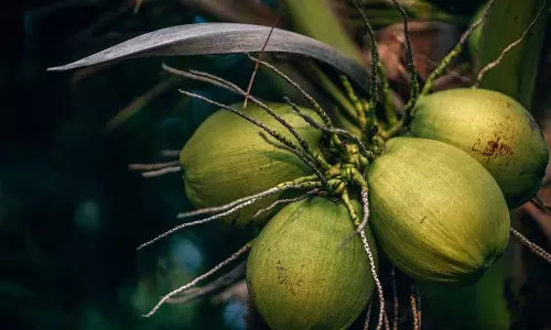 Kerala : नारियल की कीमतें वैश्विक स्तर पर आसमान छू रही Kerala : नारियल की कीमतें वैश्विक स्तर पर आसमान छू रही