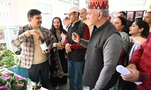 Nalagarh के गेहूं, चावल के खेतों में जिंक की कमी उजागर