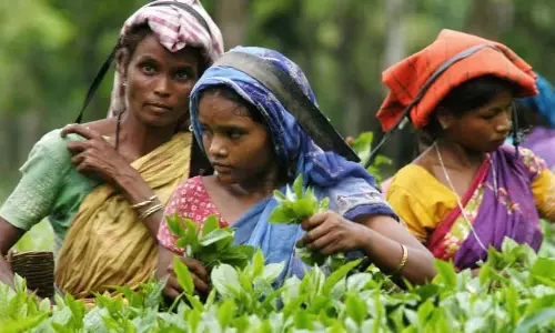Assam में चाय जनजातियों की स्थिति का आकलन करने के लिए पैनल गठित किया