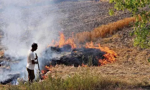 Jalandhar: पराली जलाने की 154 घटनाएं दर्ज, AQI खराब