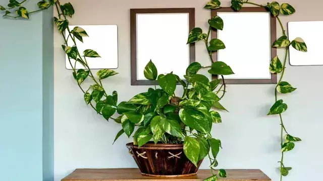 Vastu Tips: मनी प्लांट लगाते वक्त करें इन वास्तु नियमों का पालन Vastu Tips: मनी प्लांट लगाते वक्त करें इन वास्तु नियमों का पालन