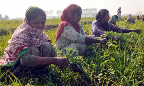 Amritsar में मटर की खेती करने वाले किसानों को नुकसान Amritsar में मटर की खेती करने वाले किसानों को नुकसान