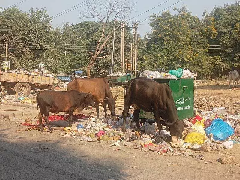 Haryana : गुरुग्राम की सड़कों पर आवारा पशुओं का आतंक, लोगों के लिए खतरा