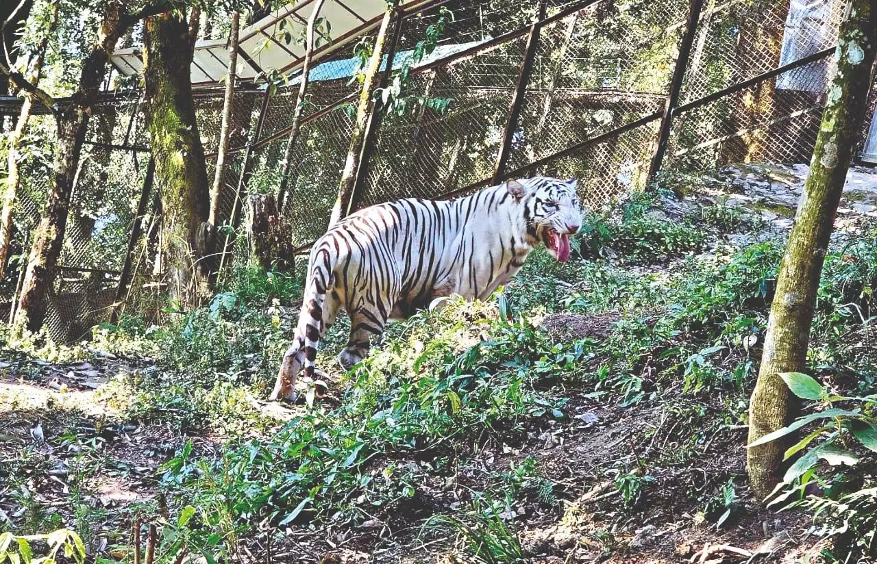 दार्जिलिंग का PNHZP अब साइबेरियाई, बंगाल और सफेद बाघों का घर