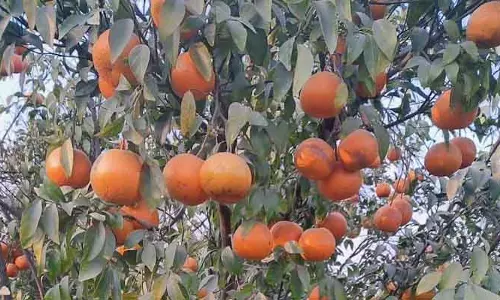 Kinnow की पैदावार में 50% की गिरावट, कीमत रिकॉर्ड ऊंचाई पर पहुंच सकती