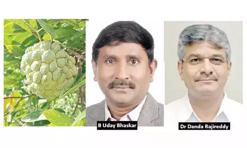 Balanagar कस्टर्ड एप्पल के लिए जीआई टैग प्राप्त करने की पूरी तैयारी Balanagar कस्टर्ड एप्पल के लिए जीआई टैग प्राप्त करने की पूरी तैयारी