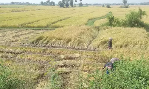 Andhra: श्रीकाकुलम में धान की खरीद अभी तक गति नहीं पकड़ पाई Andhra: श्रीकाकुलम में धान की खरीद अभी तक गति नहीं पकड़ पाई