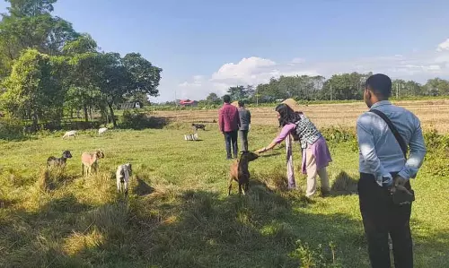 Assam : दीमाकुची में बकरी पालन की उज्ज्वल संभावनाएं