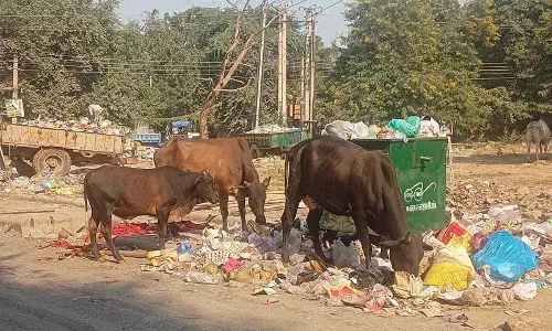 Haryana : गुरुग्राम की सड़कों पर आवारा पशुओं का आतंक, लोगों के लिए खतरा
