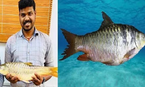 Indravati river में दो महाशीर मछली प्रजातियां टोर टोर और टोर पुटिटोरा की खोज की गई