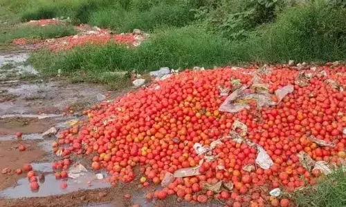 Dindigul: इस मौसम में बारिश के कारण टमाटर का बाजार खो गया