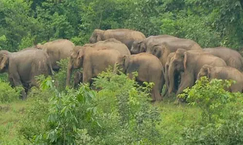 kerala: थाट्टेक्कड़ पक्षी अभयारण्य और पेरियार टाइगर रिजर्व की सीमाओं में परिवर्तन के लिए शुरू होगा स्थल निरीक्षण kerala: थाट्टेक्कड़ पक्षी अभयारण्य और पेरियार टाइगर रिजर्व की सीमाओं में परिवर्तन के लिए शुरू होगा स्थल निरीक्षण