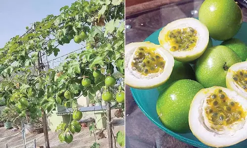 Andhra Pradesh : लताओं और फूलों के प्रति उनका ‘जुनून’ लाभदायक साबित होता Andhra Pradesh : लताओं और फूलों के प्रति उनका ‘जुनून’ लाभदायक साबित होता