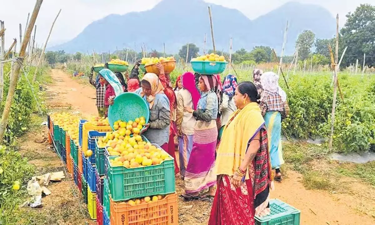 Odisha: किसानों ने वर्षा-छाया वाले कालाहांडी में हरित क्रांति का बीजारोपण किया