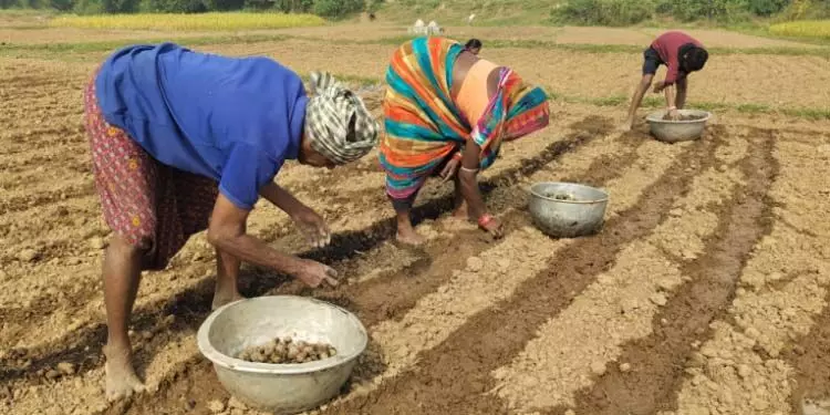 Mahakalapara: आलू मिशन में बाधा