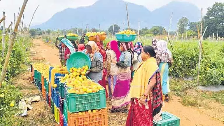 Odisha: किसानों ने वर्षा-छाया वाले कालाहांडी में हरित क्रांति का बीजारोपण किया