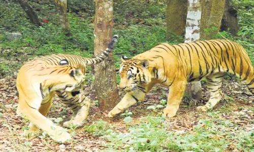 Karnataka: कर्नाटक में बाघ अभयारण्यों के प्रति समर्थन में गिरावट Karnataka: कर्नाटक में बाघ अभयारण्यों के प्रति समर्थन में गिरावट