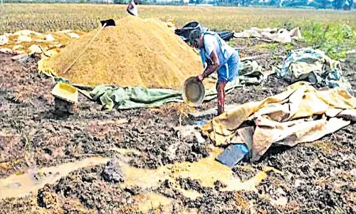 भीगे गए अनाज के ढेर: उनकी मेहनत उनकी आंखों के सामने भीग रही भीगे गए अनाज के ढेर: उनकी मेहनत उनकी आंखों के सामने भीग रही
