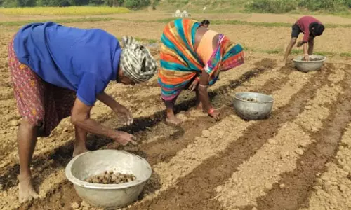 Mahakalapara: आलू मिशन में बाधा