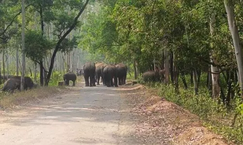 Keonjhar खेत में हाथी मृत पाया गया
