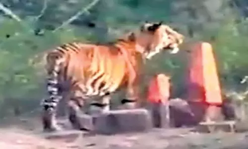 Telangana: तेलंगाना के आदिलाबाद में बाघ के हमले में एक व्यक्ति घायल Telangana: तेलंगाना के आदिलाबाद में बाघ के हमले में एक व्यक्ति घायल