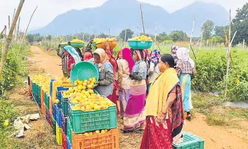 Odisha: किसानों ने वर्षा-छाया वाले कालाहांडी में हरित क्रांति का बीजारोपण किया