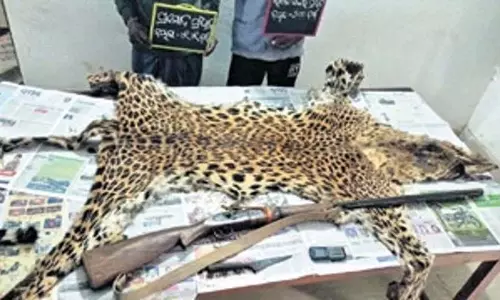 Odisha वन अधिकारियों ने तेंदुए की खाल और देशी बंदूक रखने के आरोप में दो शिकारियों को गिरफ्तार किया