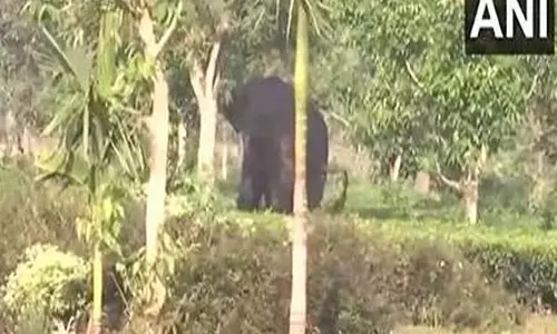 Siliguri: हाथी ने रिहायशी इलाके में घुसकर फसलों को भारी नुकसान पहुंचाया Siliguri: हाथी ने रिहायशी इलाके में घुसकर फसलों को भारी नुकसान पहुंचाया