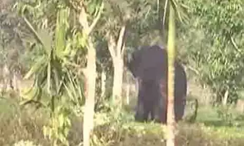 Siliguri: हाथी ने रिहायशी इलाके में घुसकर फसलों को भारी नुकसान पहुंचाया